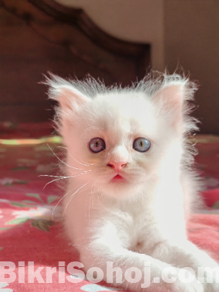 Traditional persian kitten